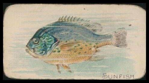 E32 Sunfish.jpg